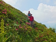 76 In traverso a dx tra rododendri...